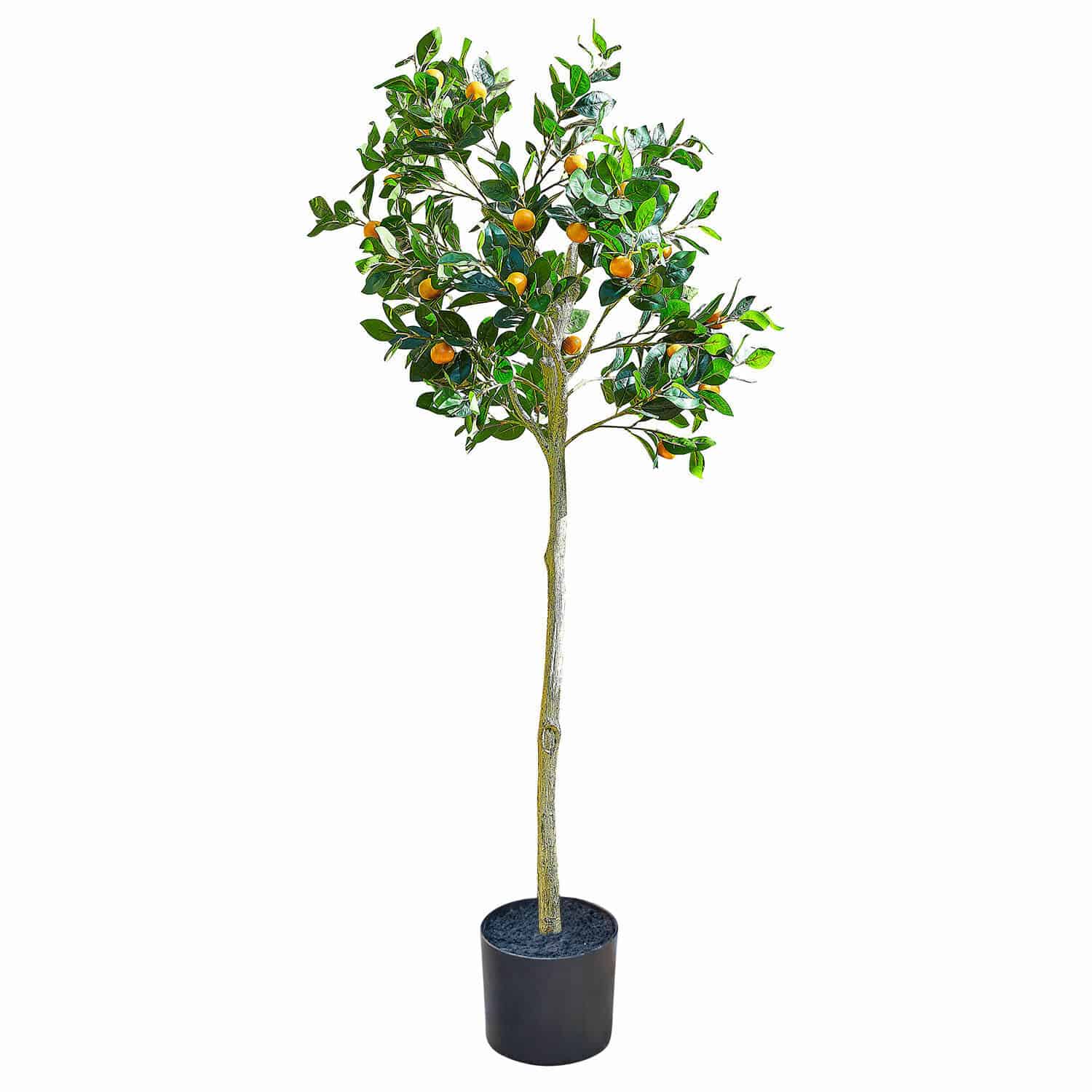 Plante décorative Delbart