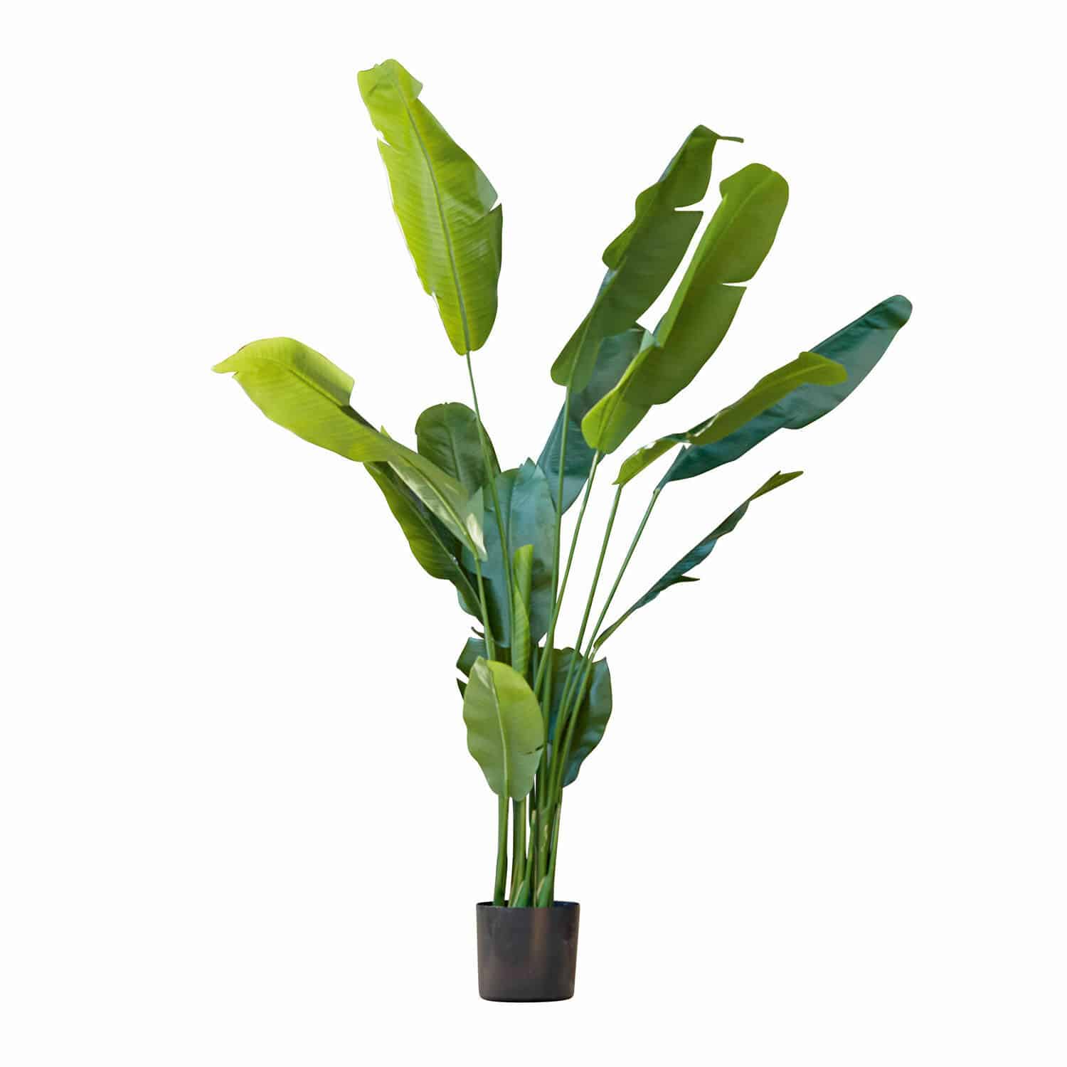 Plante décorative Lennidas