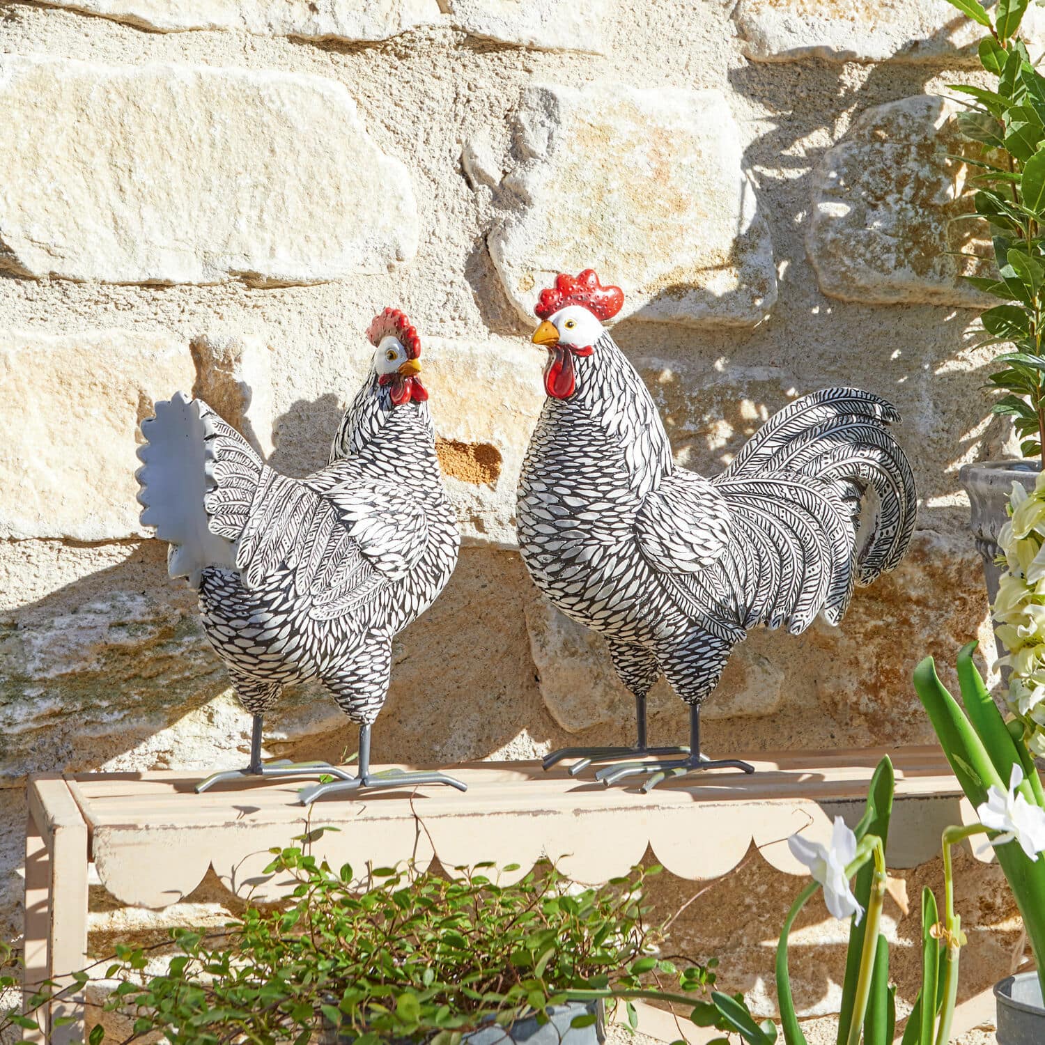 Coq et poule Mannis