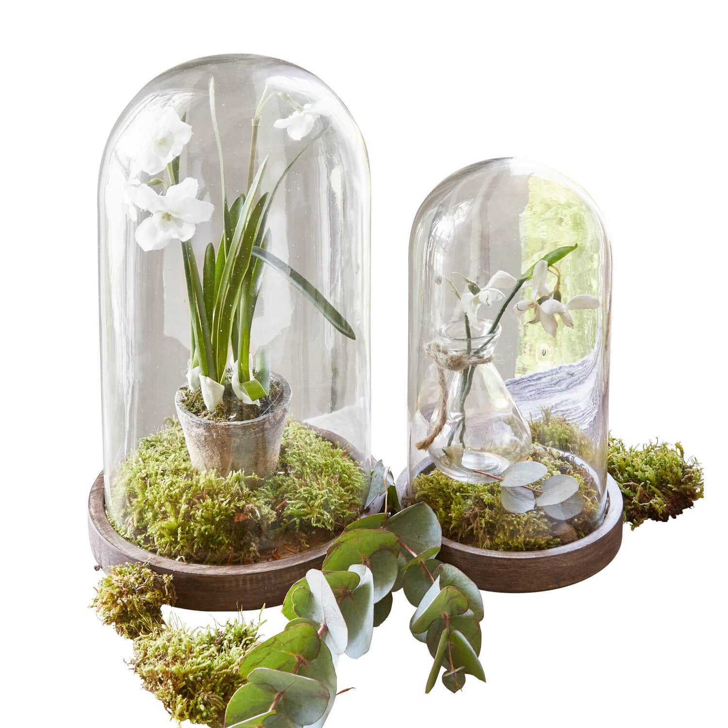 Lot de 2 cloches en verre Felicita