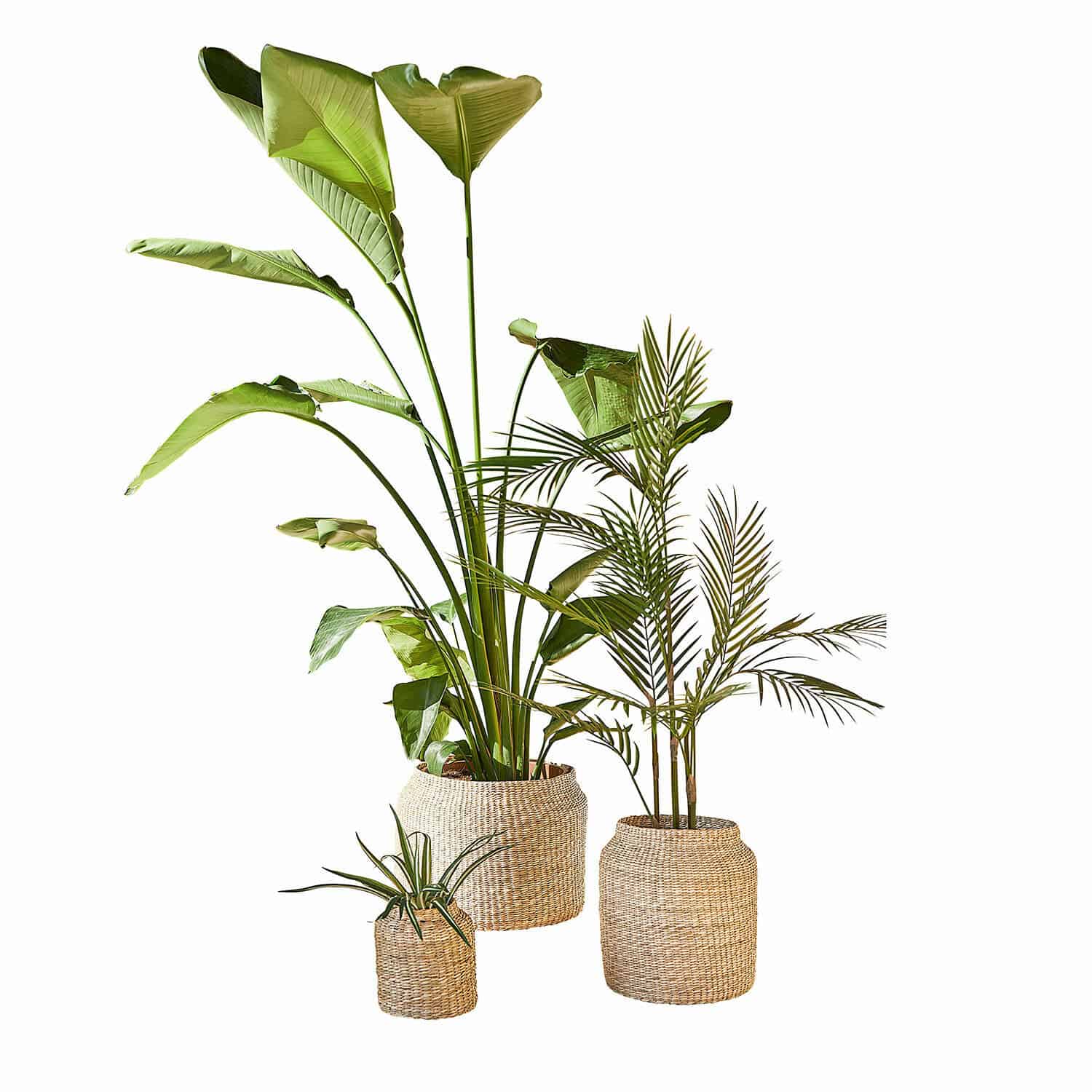 Lot de 3 cache-pots Elisha