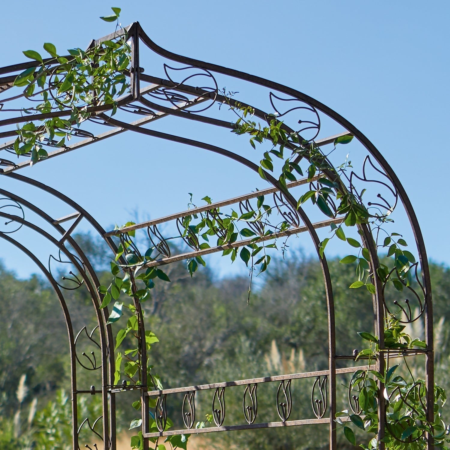 Pergola Romaine