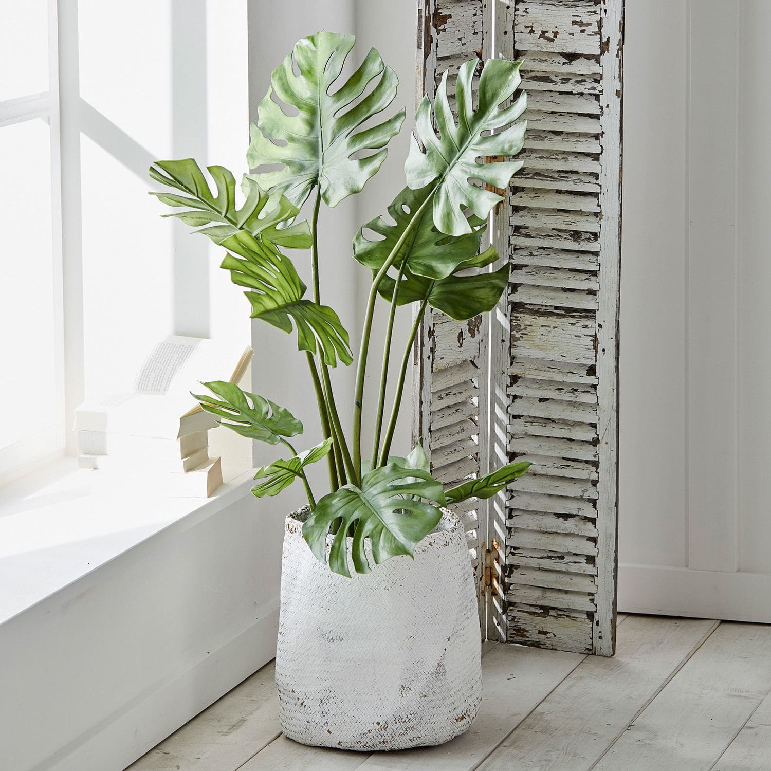 Plante décorative Monstera