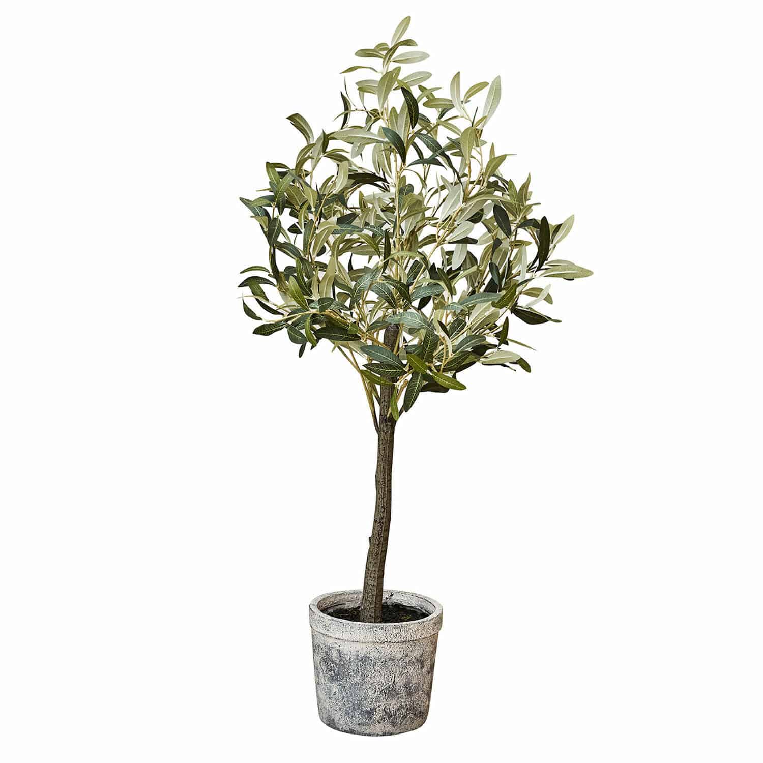 Plante décorative en pot Mariuccia