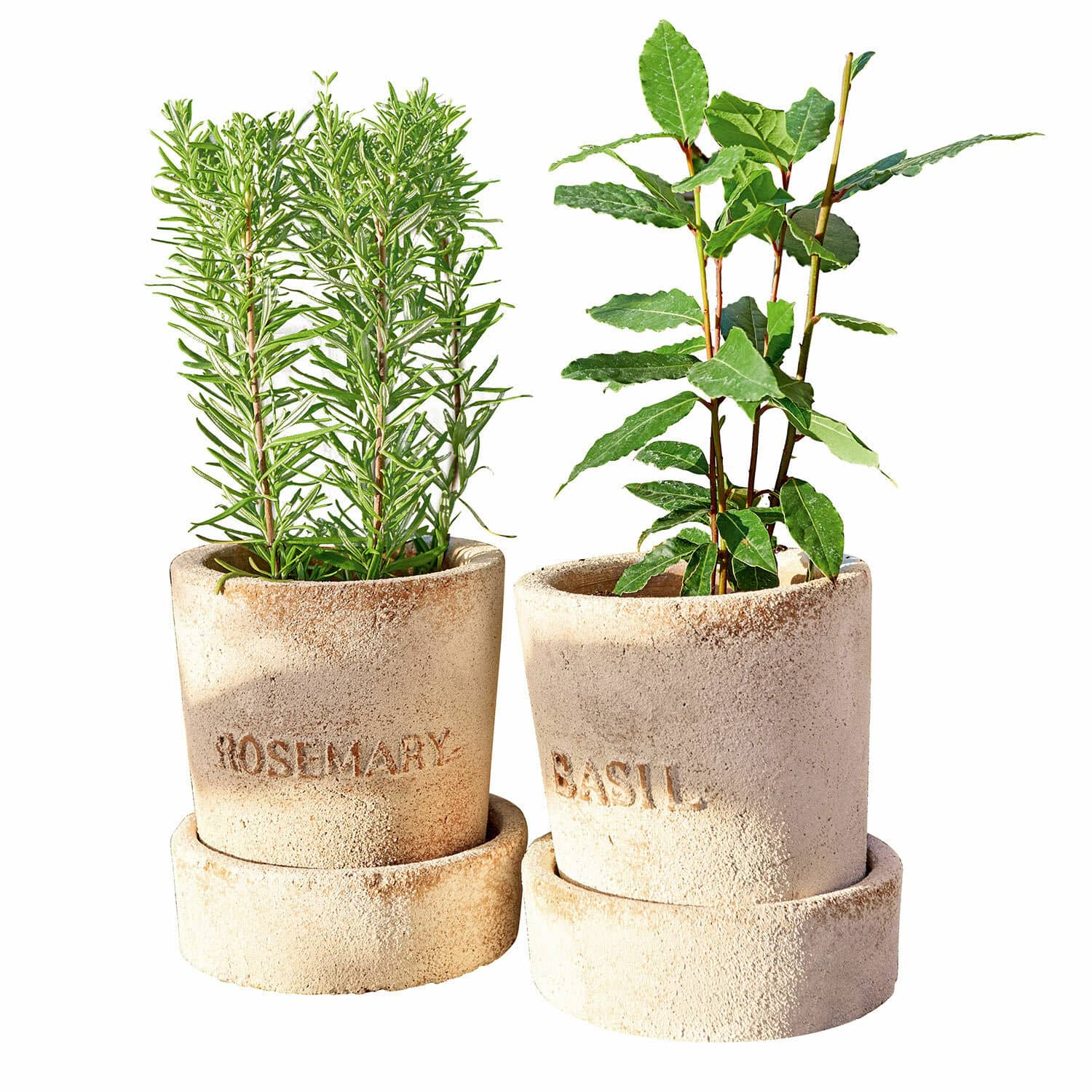 Lot de 2 cache-pots Basil & Rosemary